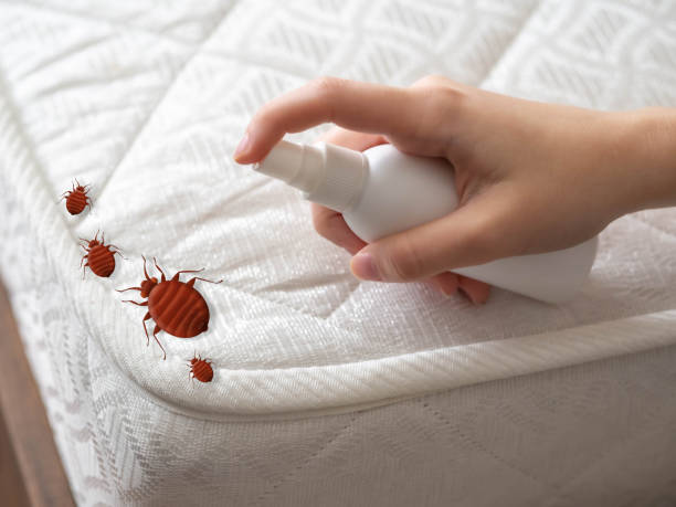 Best Pest Inspection Near Me  in Berthoud, CO
