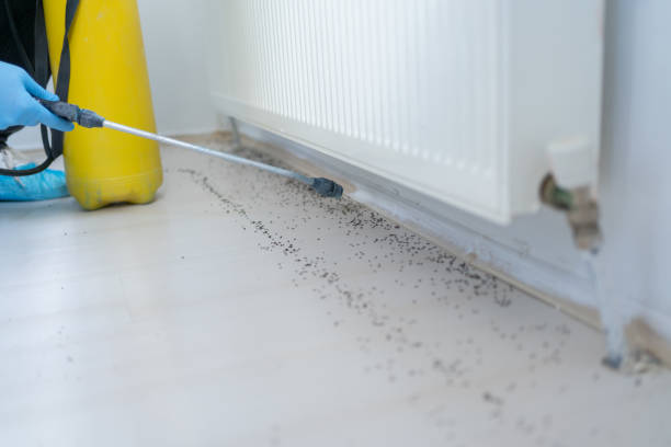 Wasp Removal Services in Berthoud, CO