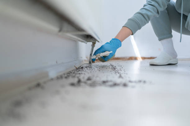 Best Cockroach Control Services  in Berthoud, CO